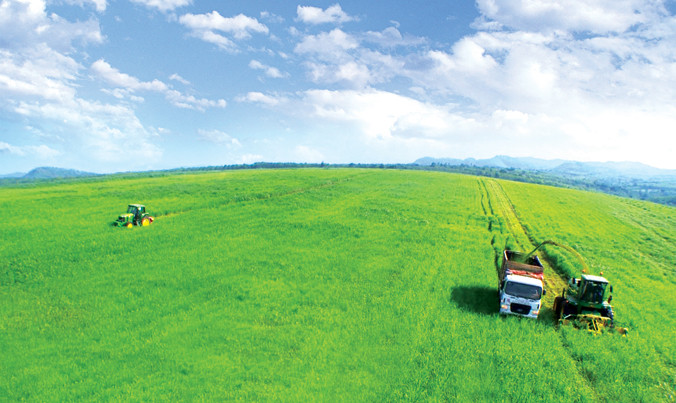 Thu hoạch cỏ tươi tại cánh đồng của trang trại TH.