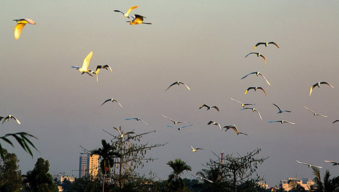 Chiều trên cồn Sơn.