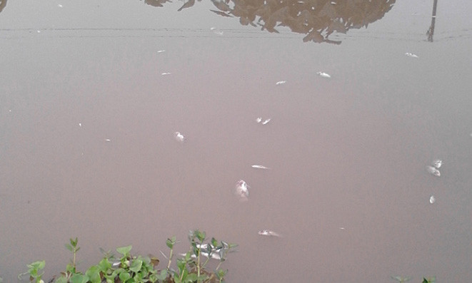 Ông Lê Đức Tường - Bí thư chi bộ thôn Phú Hào khẳng định tổng số cá chết của 15 hộ dân lên tới trên 1 tấn.