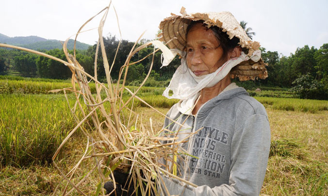 Lúa chết khô, do thời tiết hay do giống?