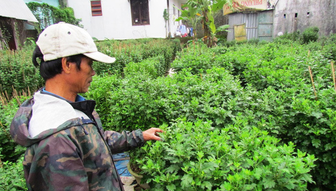 Người trồng hoa ven thành phố Huế ngậm ngùi trước vườn cúc Tết không chịu kết nụ, đơm hoa.