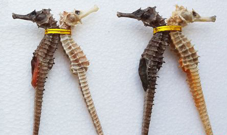 Pháp thu 2.000 con cá ngựa trên đường về Việt Nam