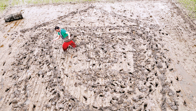 Họa sĩ Võ Xuân Huy gieo mạ lên tác phẩm Chân dung Mạ tại trình diễn Lúa Mạ (Vĩnh Linh, Quảng Trị). Ảnh: Thái Lộc