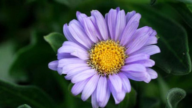 Hoa cúc tím giúp giảm cân
