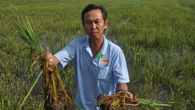 Nguyễn Tùng Chơn, một người dân ấp Nam Quí, xã Nam Thái có 4ha lúa đang ngắc ngoải do nhiễm mặn. Ông Chơn nói: “Do nhiễm mặn, toàn bộ rễ cây lúa đã bị thối, đen hoàn toàn và chắc chắn lúa sẽ chết”.