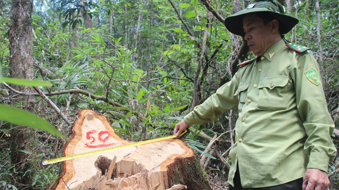 Hiện trường vụ phá rừng. Ảnh H. Văn