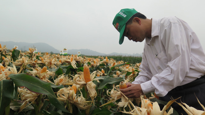 Giống ngô lai cho năng suất cao.