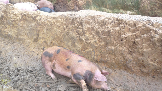 Được lợn, mất cá