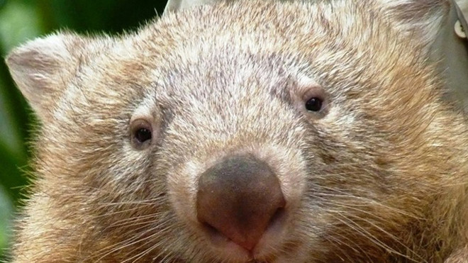 Gấu túi chết vì nhớ khách du lịch