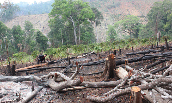 Rừng giao khoán của Công ty TNHH Gia Nghĩa tại xã Quảng Thành (thị xã Gia Nghĩa) bị chặt phá tan nát. Ảnh: Lữ Hồ