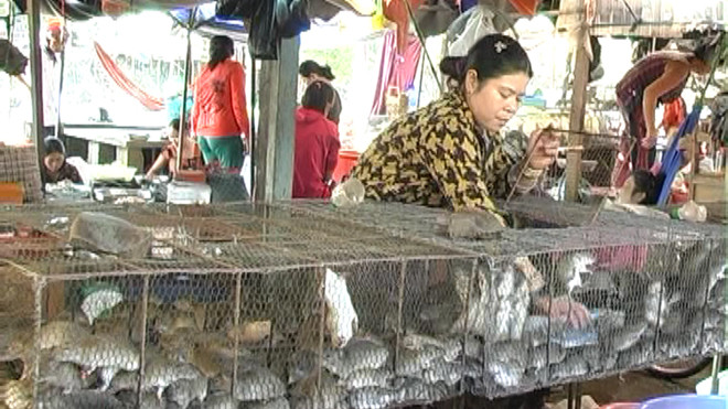 Người dân Đồng Tháp Mười kiếm tiền triệu mỗi mùa từ nghề “SBC”.