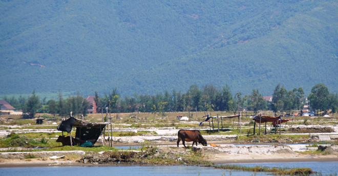 Bò gặm cỏ trên cánh đồng muối Kỳ Hà. Ảnh: Đức Anh