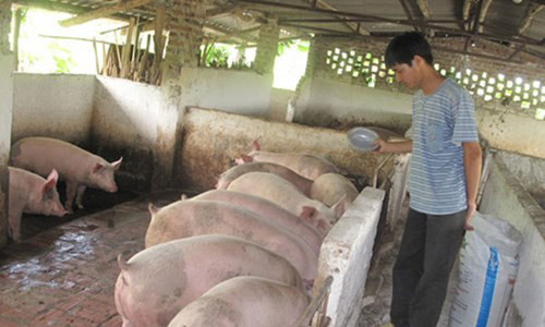 Người chăn nuôi bị động sẽ chịu rủi ro nếu phía Trung Quốc dừng thu mua. Ảnh: Zing 