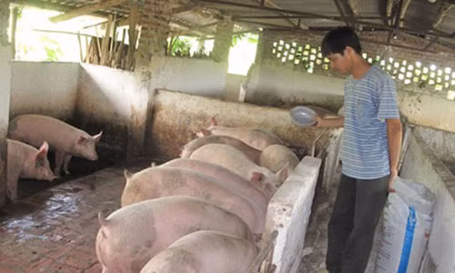 Người chăn nuôi bị động sẽ chịu rủi ro nếu phía Trung Quốc dừng thu mua. Ảnh: Zing 