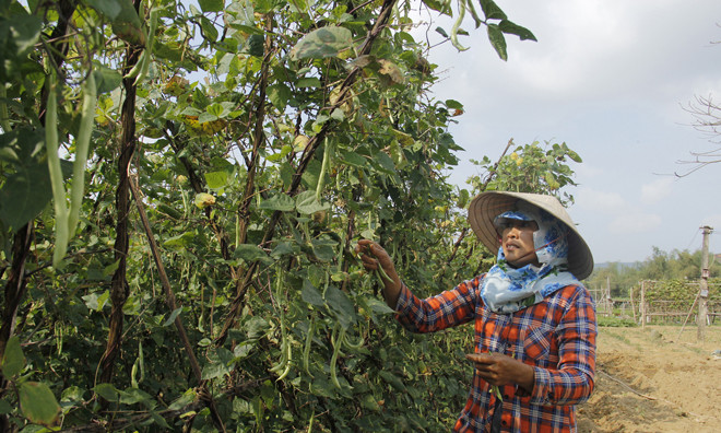 Nông dân làm ra rau sạch nhưng không tiếp cận được người mua.