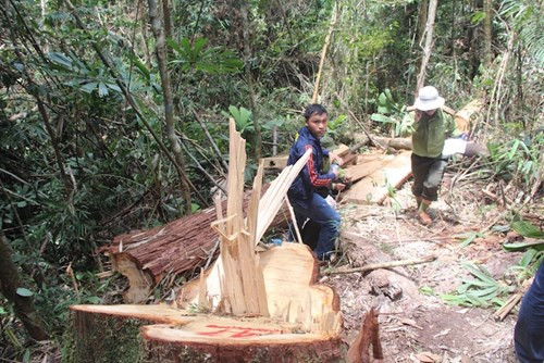 Nhưng cây pơmu bị tàn phá.