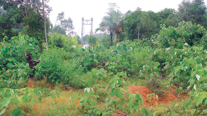 Lối vào cầu treo dân sinh Khe Tây um tùm cỏ mọc, vẫn không có đường lên cầu sau hơn 1 năm kể từ khi báo Tiền Phong phản ánh. Ảnh: Minh Thùy