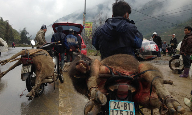 Nghé chết rét ở xã Tả Phìn, Sa Pả được chở đi giết thịt