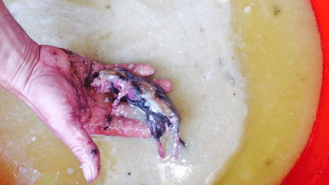 Con chuột thối rữa ở trong thùng mỡ lợn. Ảnh: Kim Chung