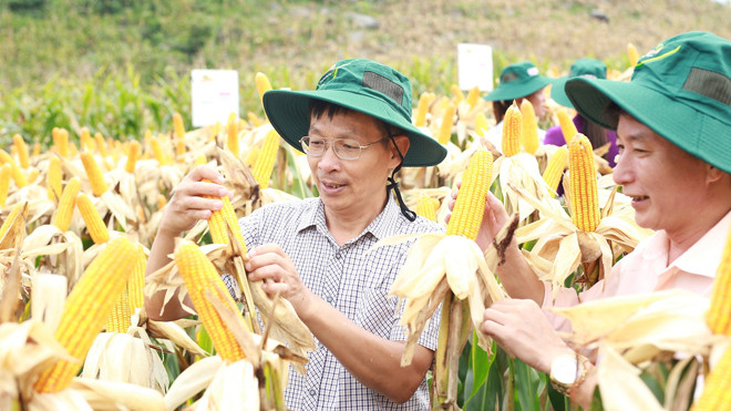 Nhiều giống ngô biến đổi gen đã được cấp phép trồng trên diện rộng. Ảnh: Vinh Đào