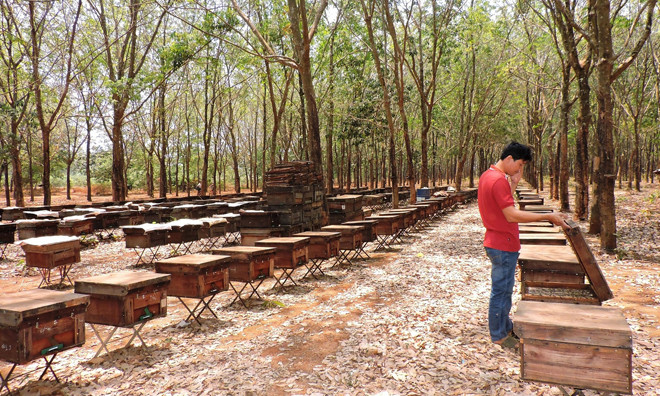 Đàn ong đặt trong vườn cao su.