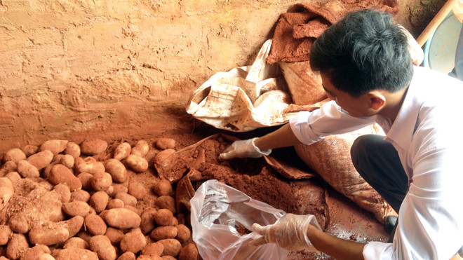 Bôi đất đỏ để biến khoai tây Trung Quốc thành khoai Đà Lạt.