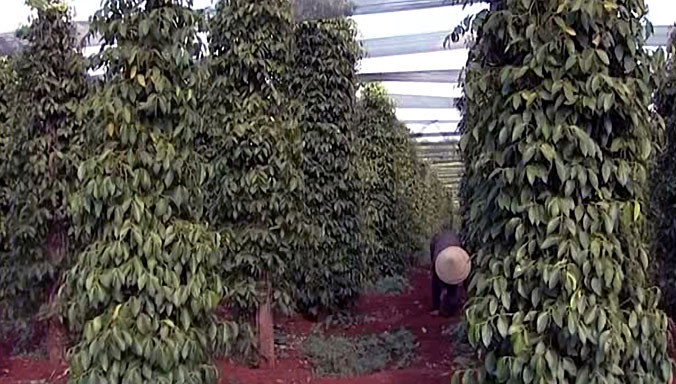 Xã Ia Dom ngày càng trù phú.