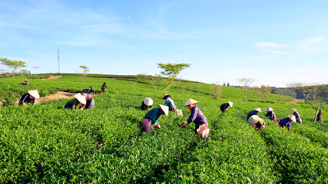 Xanh mướt đồi chè Lâm Đồng.