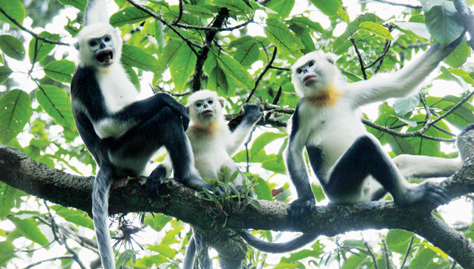 Voọc mũi hếch - một trong những loài linh trưởng đang trong tình trạng nguy cấp nhất trên thế giới. Ảnh: Khắc Quyết