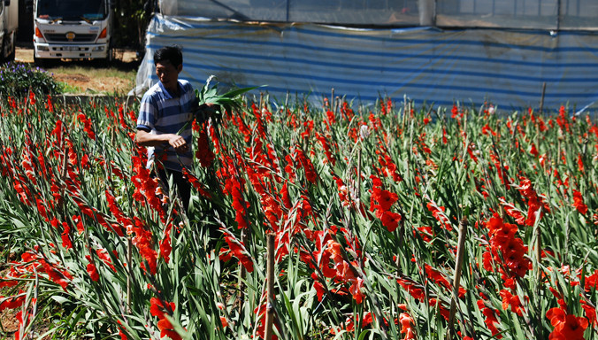 Vườn lay ơn nở rộ trước Tết hơn 2 tuần.