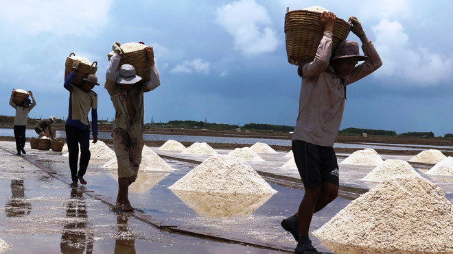 Hàng trăm nghìn tấn muối Bạc Liêu đang tồn đọng.