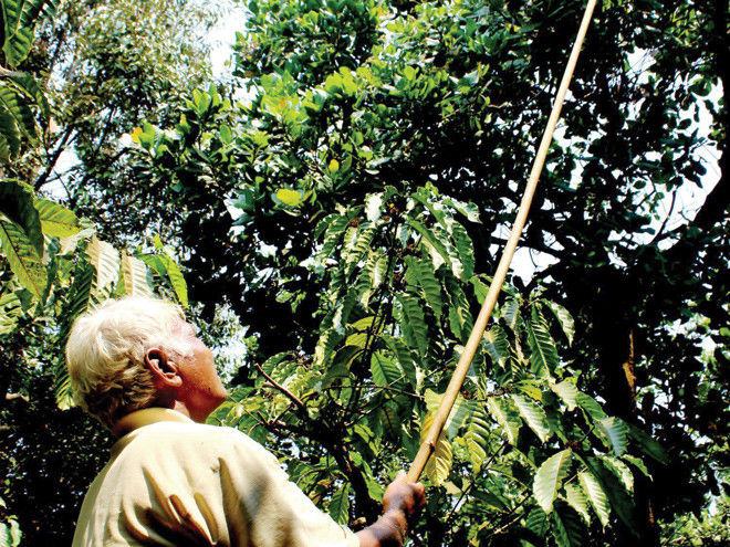 Trồng điều xen kẽ với cà phê.