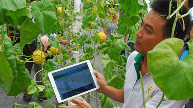 Ứng dụng IoT trong dưa lưới tại TPHCM.