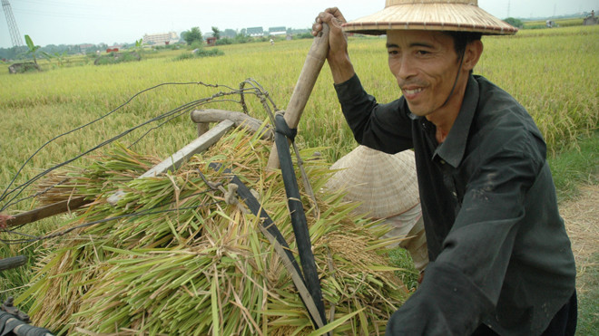 Nông dân một nắng hai sương, nhưng vẫn phải giật gấu vá vai. Ảnh: Hồng Vĩnh