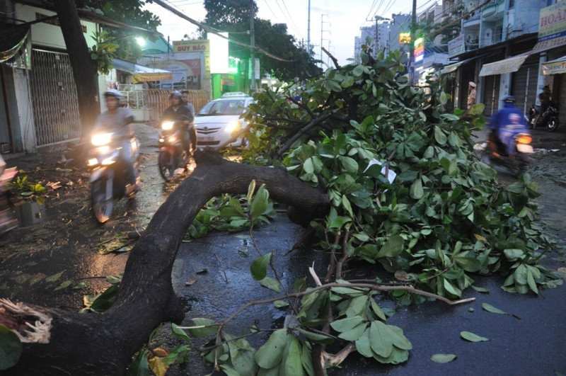 Nhánh cây có đường kính khoảng 20cm rơi xuống giữa đường