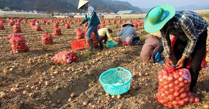Khoai tây, hành Đà Lạt tăng giá từng ngày