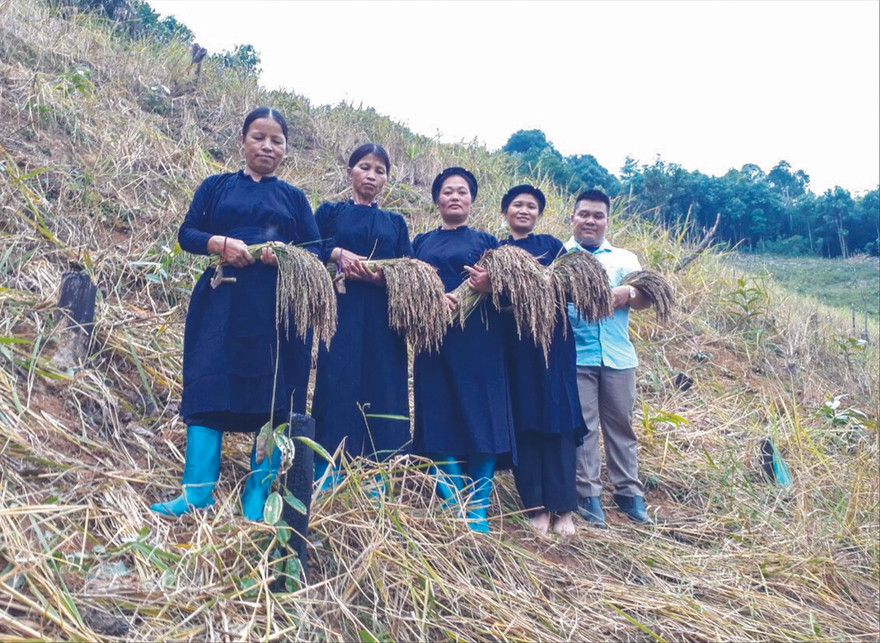 Niềm vui được mùa Khẩu Lùm Pua Ảnh: Duy Chiến 