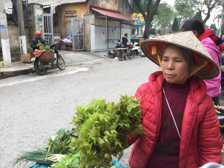 Người dân hái rau sau sau đem bán, thu nhập khá