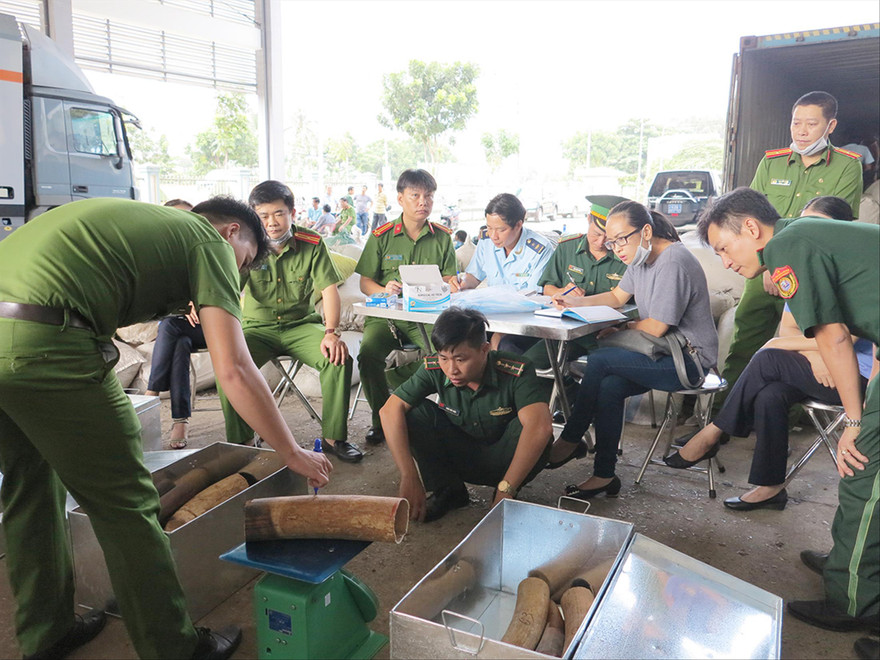 Lực lượng Hải quan phối hợp Biên phòng, Công an kiểm tra một lô hàng ngà voi nhập lậu