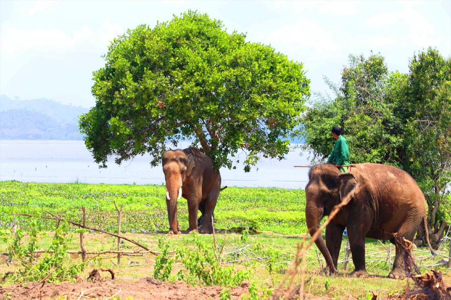 Các nài voi khống chế voi Y Mâm hung dữ