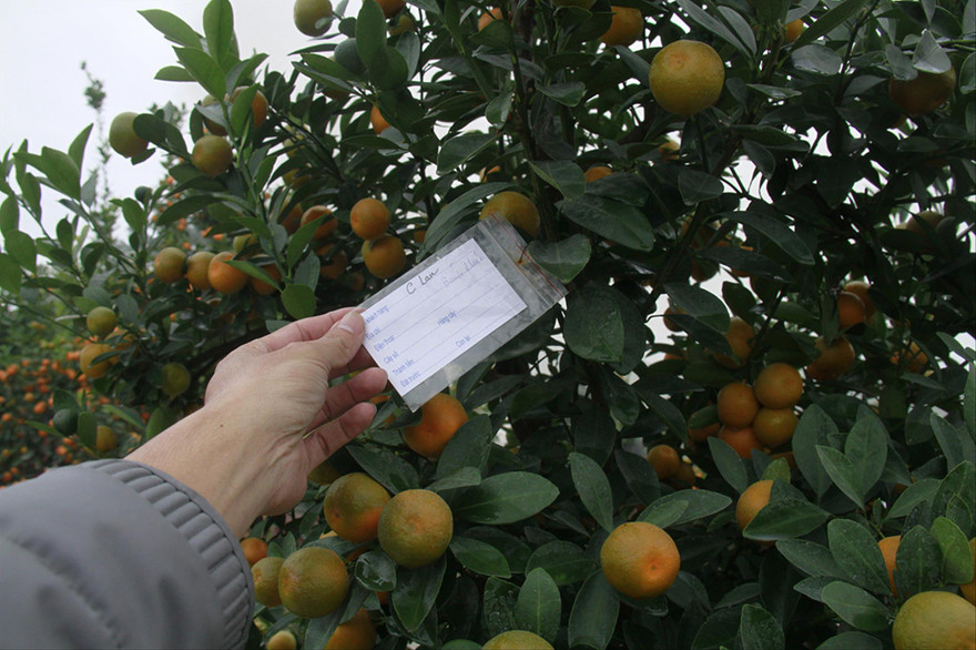 Những cây quất đẹp, quả to, sai đều đã có chủ từ nhiều ngày trước 