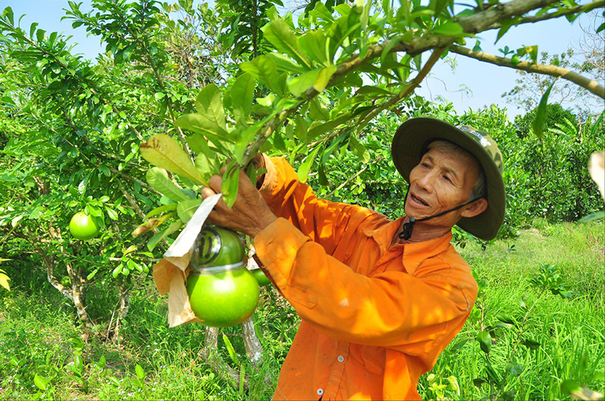 Ông Võ Hồng Quốc thu hoạch đào tiên hồ lô  ẢNH: HÒA HỘI 