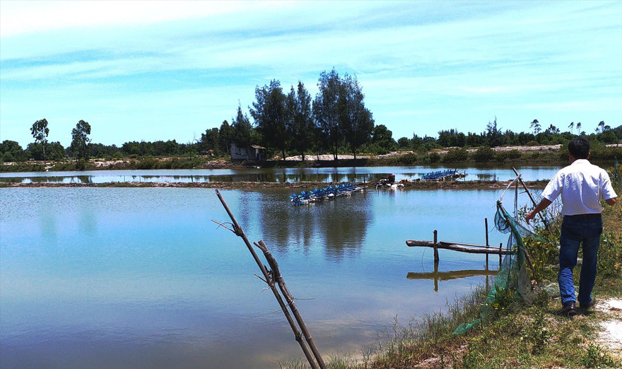 Nuôi tôm trên cát tại TT-Huế đang gặp khó khăn về thị trường 