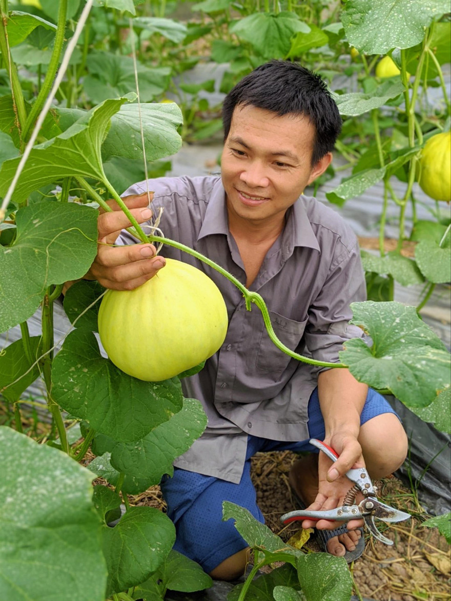 Anh Nguyễn Thanh Liêm chăm sóc dưa lưới 