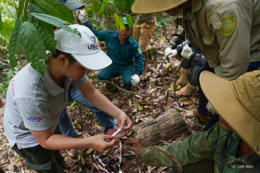 Khi cây đẳng sâm được trồng và khai thác hợp lý, đời sống của người dân ở xã Gary (huyện Tây Giang, tỉnh Quảng Nam) được cải thiện rõ rệt. Ảnh: Giang Thanh