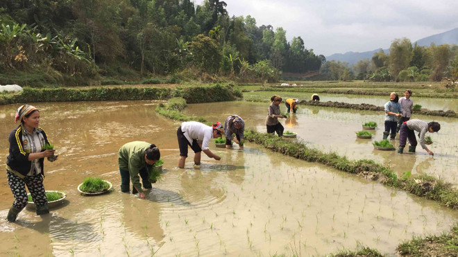 Giá phân bón tăng cao khiến nông dân gặp khó khăn