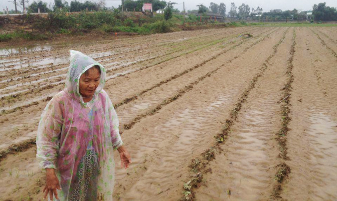 Tan hoang làng rau sạch lớn nhất Quảng Nam. Ảnh: Nguyễn Thành