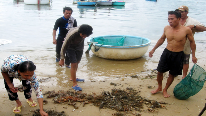 Tôm hùm đã chết rã trong lồng, người nuôi ở xã Xuân Cảnh lấy lên.