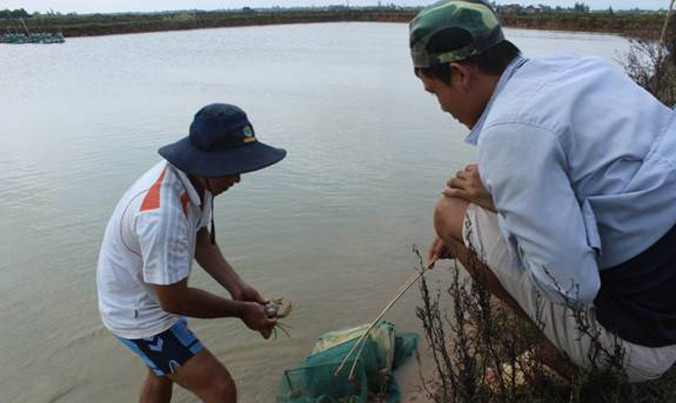 Nhiều trang trại nuôi cua, cá ở Quảng Trị vẫn đang gặp khó bởi chưa vay được nguồn vốn ưu đãi. Ảnh: H.T