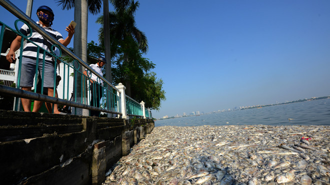 Cá chết chưa từng có ở hồ Tây trong những ngày cuối tháng 9 đầu tháng 10/2016. Ảnh: Như Ý